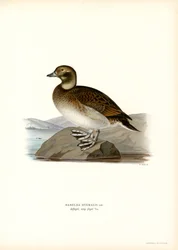 Oldsquaw Duck (farge litho)
