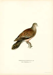 Orientalsk turteldue (farge litho)