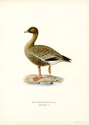 Rosafotgås (farge litho)