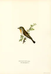 Rødbrystet fluesnapper (farge litho)