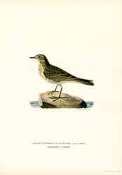Vannpipe (farge litho)