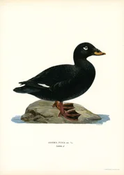 White-winged Scoter (farge litho)