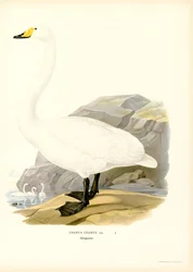 Sangsvane (fargedeler)