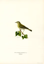 Willow Warbler (farge litho)