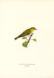 Wood Warbler (farge litho)
