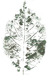 Botanisk bladmønster