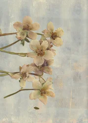 Myke, blå pressede blomster