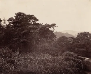 Studie av løvverk, ca. 1863 (foto)
