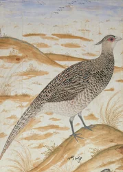 Himalaya-cheerfasan, Jahangir-perioden, mogul, ca. 1620