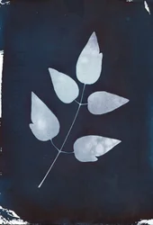 Cyanotypi, 2023 (cyanotypi på papir)