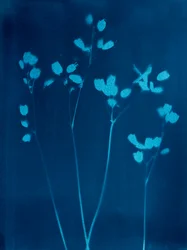 Små blomster, 2023 (cyanotypi)