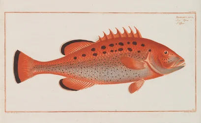 Generell naturhistorie for fiskene i Tyskland, 1782-1793.