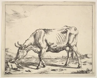 Ku, etter Paulus Potter.