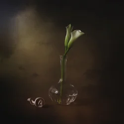 Elegante calla-liljer