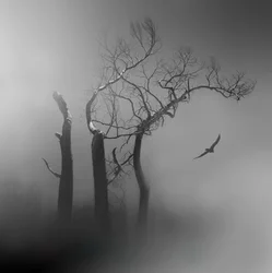 Lone Bird – Tåkebelagte trær