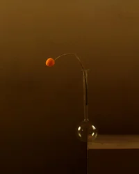 Minimalistisk oransje blomst