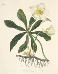 Svart julerose eller julerose, fra Blomsterillustrasjoner av årstidene, utgitt 1829