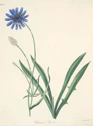 Blue Catananche, fra Floral Illustrations of the Seasons, pub. 1829 (håndfarget gravering)