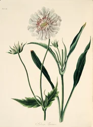 Caucasian Scabious, fra Floral Illustrations of the Seasons, pub. 1829 (håndfarget gravering)