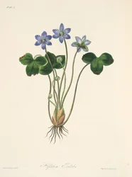 Common Blue Hepatica, fra Floral Illustrations of the Seasons, pub. 1829 (håndfarget gravering)