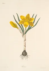 Common Yellow Crocus, fra Floral Illustrations of the Seasons, pub. 1829 (håndfarget gravering)