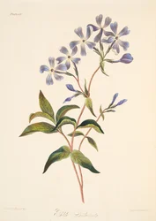 Early Flowering Lychnidea, fra Floral Illustrations of the Seasons, pub. 1829 (håndfarget gravering)