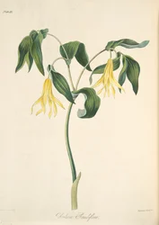Storblomstret bellwort, fra «Floral Illustrations of the Seasons», utgitt i 1829