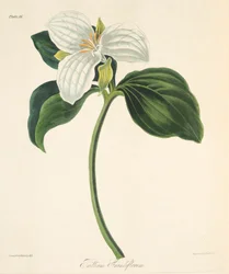 Large Flowered Trillium, fra Floral Illustrations of the Seasons, pub. 1829 (håndfarget gravering)