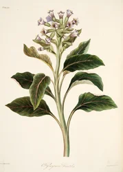 Oriental Hyoscyamus, fra Floral Illustrations of the Seasons, pub. 1829 (håndfarget gravering)