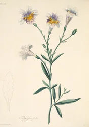 Painted Salpiglossis, fra Floral Illustrations of the Seasons, pub. 1829 (håndfarget gravering)