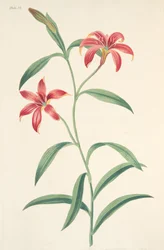 Selvfarget kinesisk lilje, fra Floral Illustrations of the Seasons, pub. 1829 (håndfarget gravering)