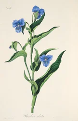 Himmelblå Commelina, fra Floral Illustrations of the Seasons, pub. 1829 (håndfarget gravering)