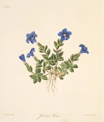 Spring Gentian, fra Floral Illustrations of the Seasons, pub. 1829 (håndfarget gravering)
