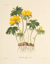 Winter Aconite, fra Floral Illustrations of the Seasons, pub. 1829 (håndfarget gravering)