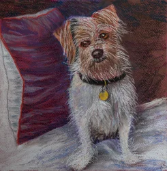 Min lille hund på silkepute, 2020 (pastell)
