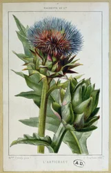 Artisjokk, botanisk plate, gravert av E. Fraillery