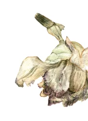 Nellikblomst, 2018