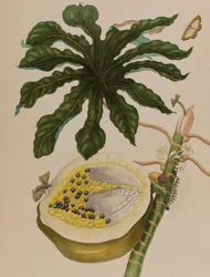 Illustrasjon fra 'Metamorphosis insectorum Surinamensium. Ofte Change of Surinamese Insects', utgitt i 1705 (farget gravering)