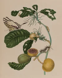 Illustrasjon fra 'Metamorphosis insectorum Surinamensium. Ofte Change of Surinamese Insects', utgitt i 1705 (farget gravering)