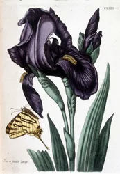 Bredbladet iris - i "Generell historie om insektene i Surinam og hele Europa" av Maria Sibylla de Merian, red. Desnos, Paris