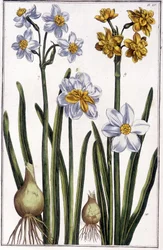 Narcissus - i "" Generell historie om insektene i Surinam og hele Europa"" av Maria Sibylla de Merian, red. Desnos, Paris
