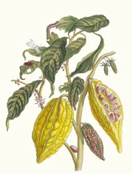 Kakao. Fra boken Metamorphosis insectorum Surinamensium, 1705.
