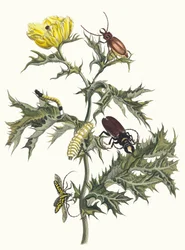 Spiny tistel Fra boken Metamorphosis of Surinamese insekter, 1705.