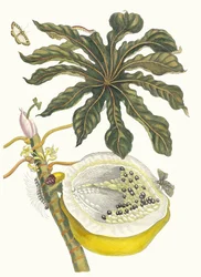 Carica papaya. Fra boken Metamorphosis insectorum Surinamensium, 1705.