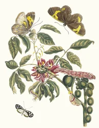 Coronilla Americana Arborescens. Fra boken Metamorphosis of Surinamese insekter, 1705.