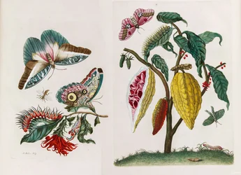Fra boken Metamorphosis insectorum Surinamensium, 1705.