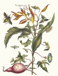 Ipomoea batatas og Heliconia psittacum. Fra boken Metamorphosis insectorum..., 1705.