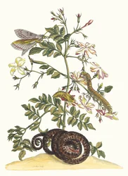Jasminum grandiflorum. Fra boken Metamorphosis insectorum Surinamensium, 1705.