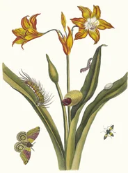 Lis Rouge. Fra boken Metamorphosis insectorum Surinamensium, 1705.