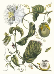 Marquiaas. Fra boken Metamorphosis insectorum Surinamensium, 1705.